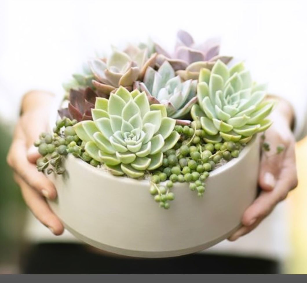 Maceta cilíndrica baja