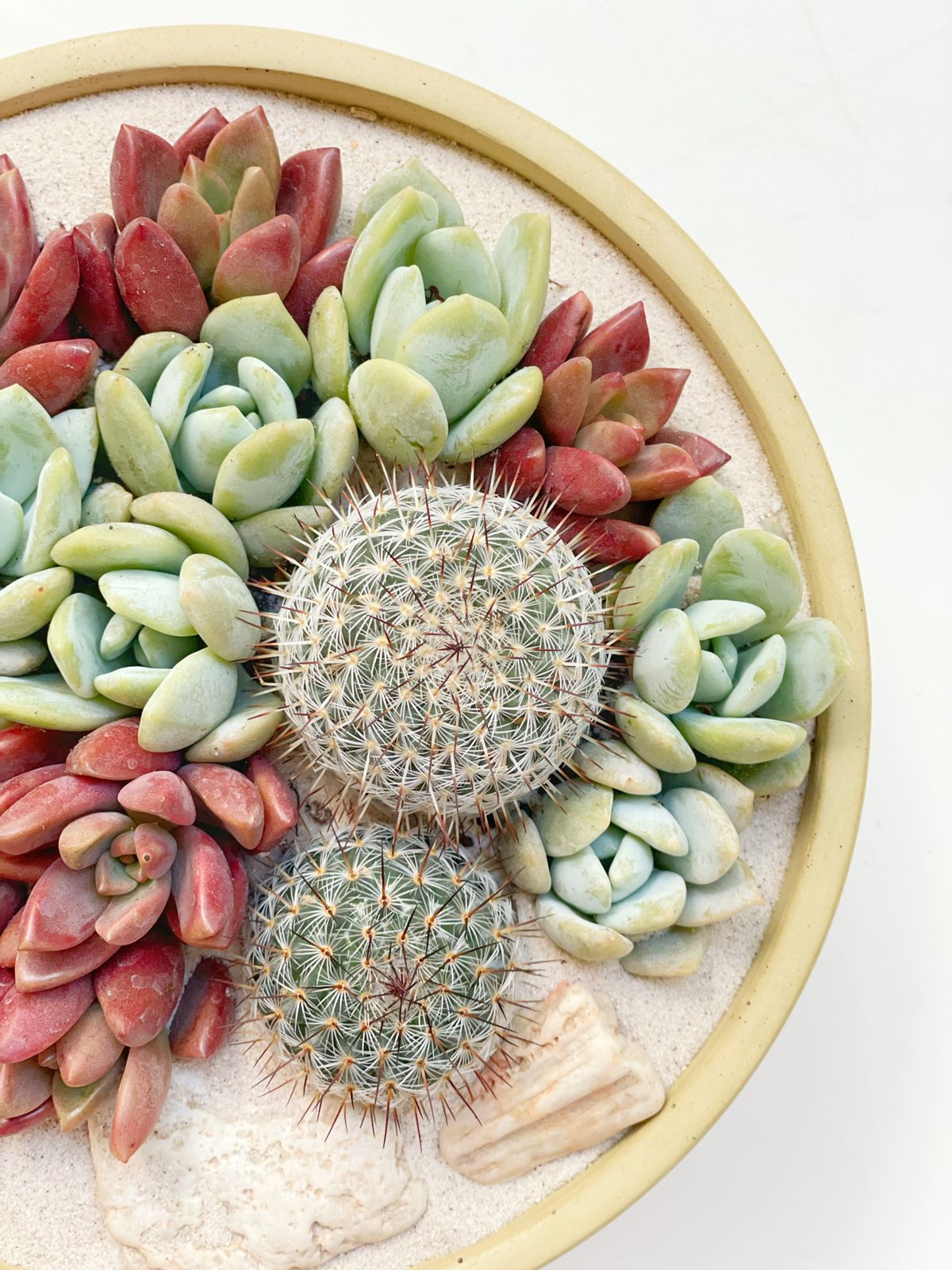 Maceta cilíndrica baja