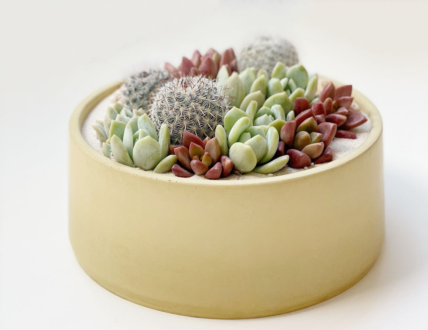 Maceta cilíndrica baja