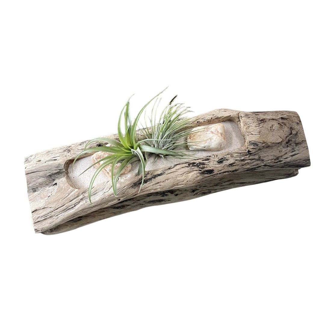 Plantas de aire en troncos naturales