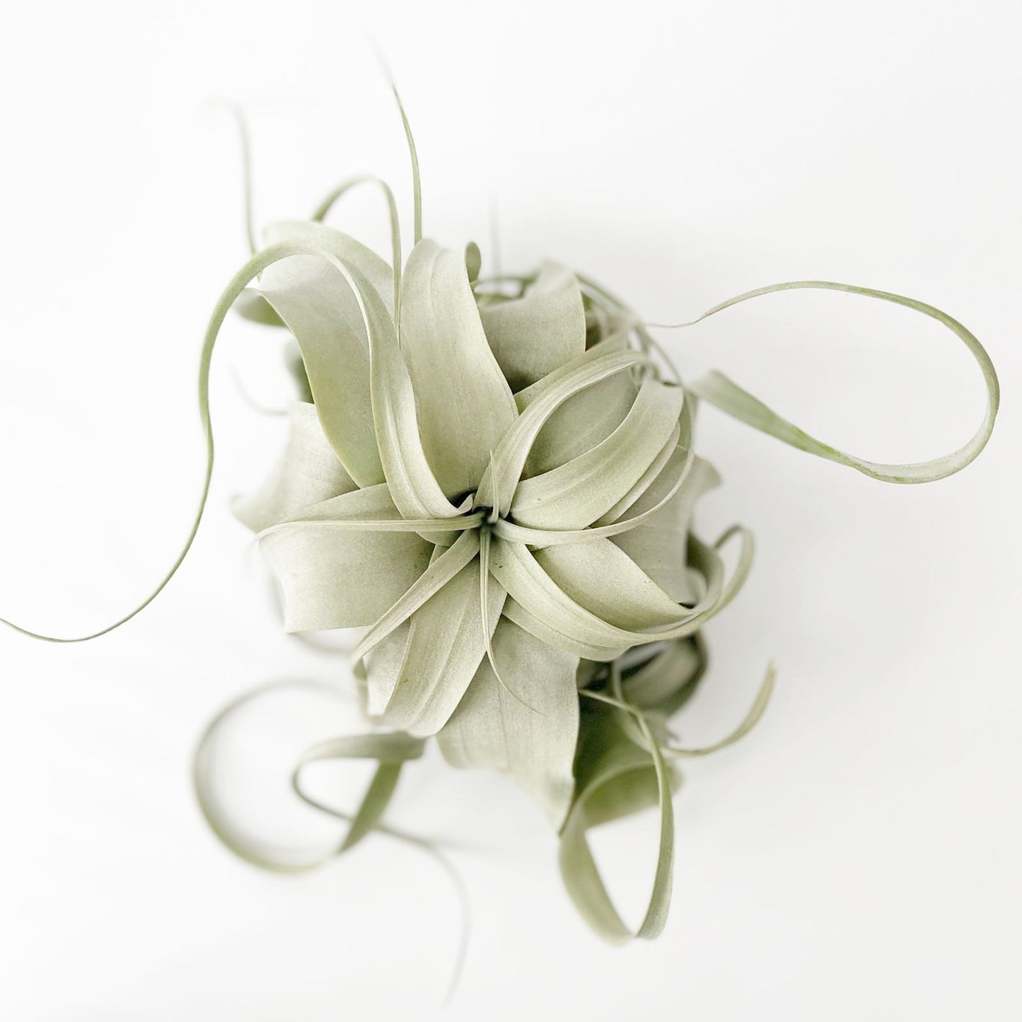 Xerográfica mediana