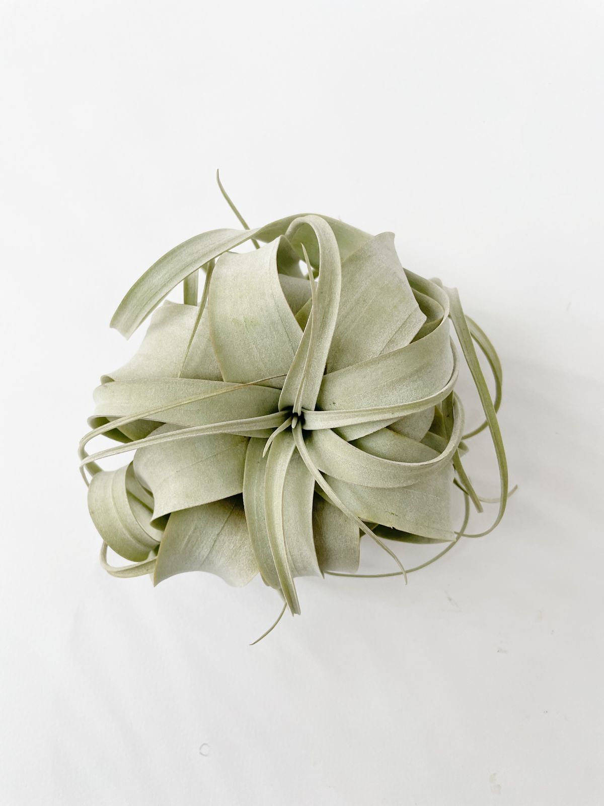 Xerográfica mediana