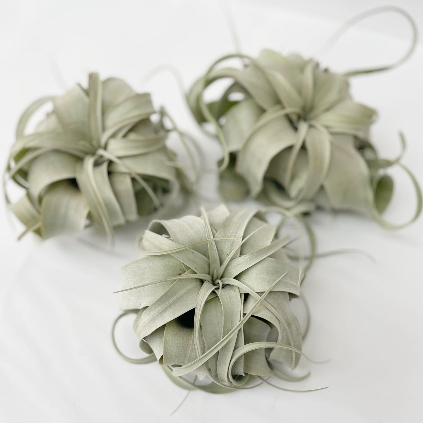 Xerográfica mediana