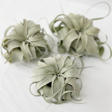 Xerográfica mediana