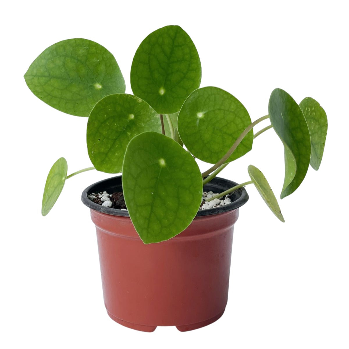 Pilea peperomioides mediana