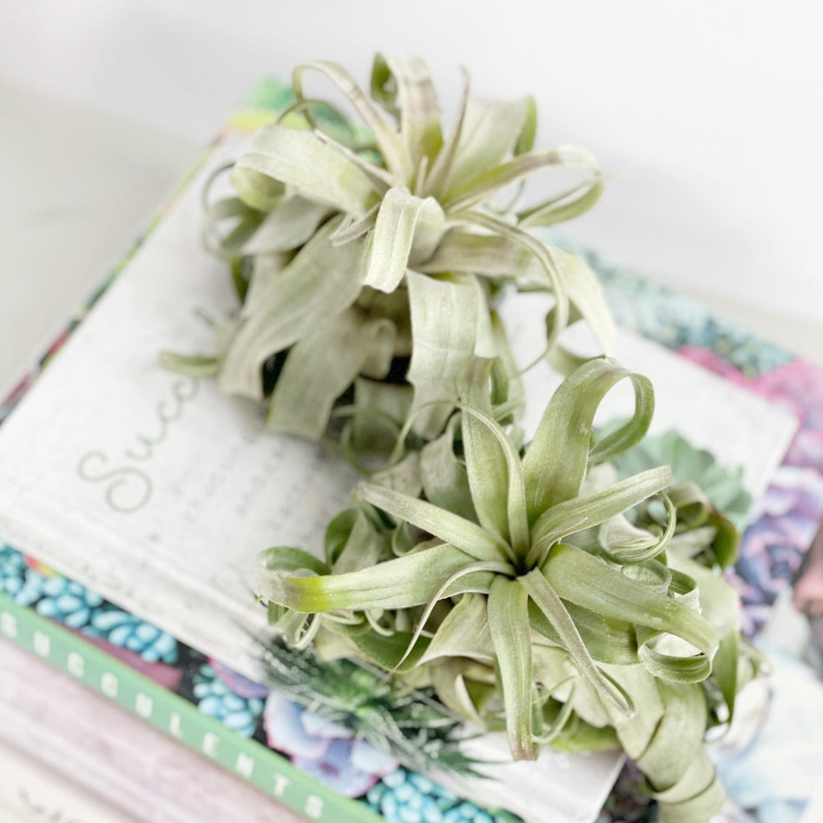 Tillandsia Streptophylla