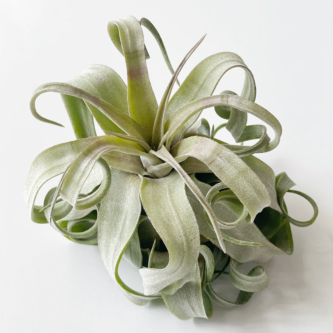 Tillandsia Streptophylla