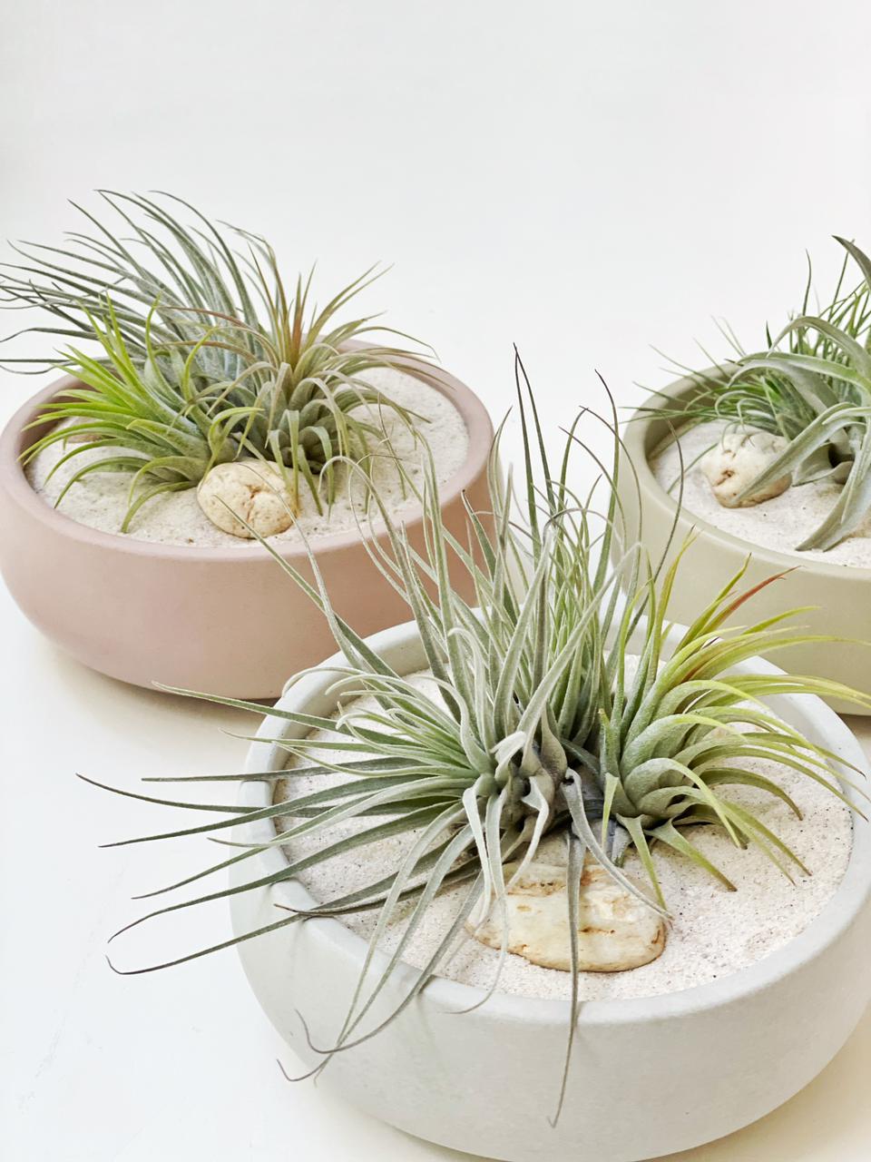 Arreglo en maceta bowl chica con plantas de aire