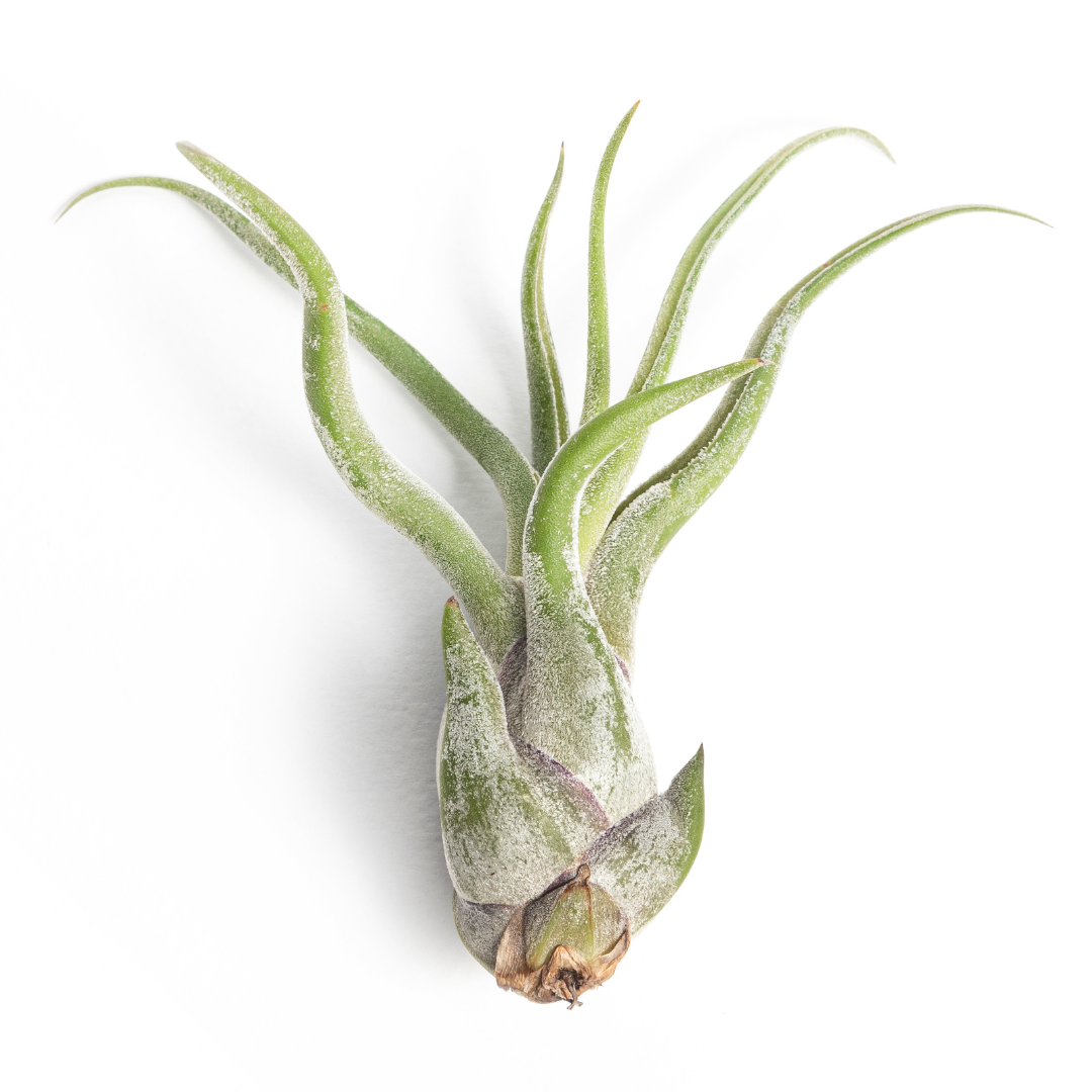 Tillandsia Caput Medusae pequeña
