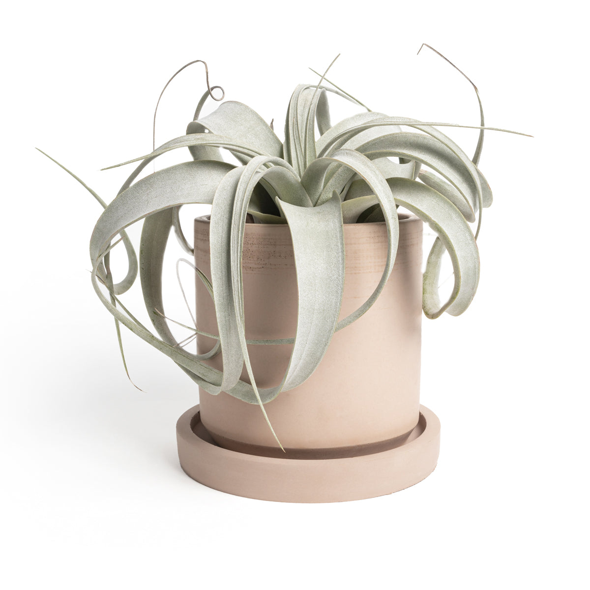 Maceta cilíndro chica con plato