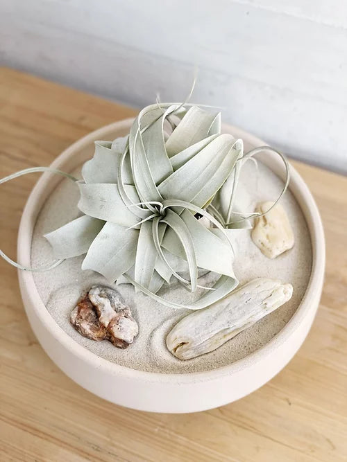 Planta de Aire en Maceta de Concreto