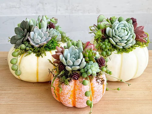 Mini Trío de Calabazas con Suculentas