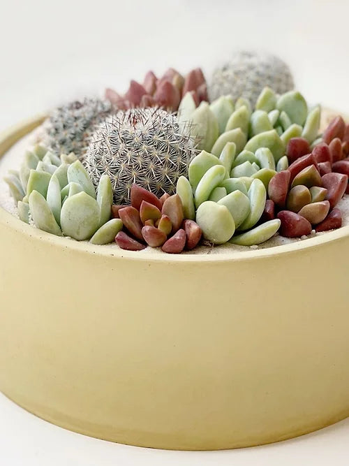 Maceta de Concreto Mix Suculentas y Cactus