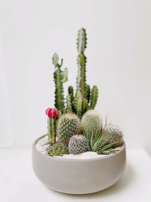 Jardín desértico en maceta bowl