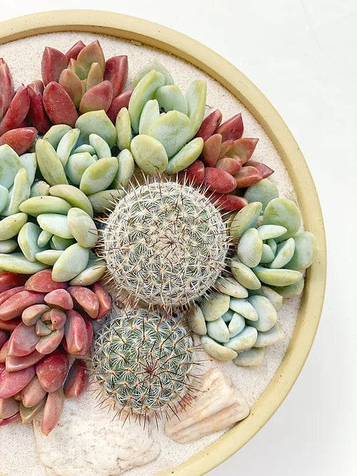 Maceta de Concreto Mix Suculentas y Cactus