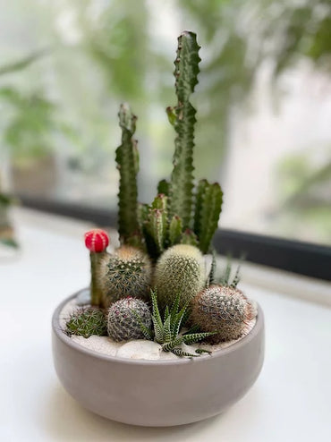 Jardín desértico en maceta bowl