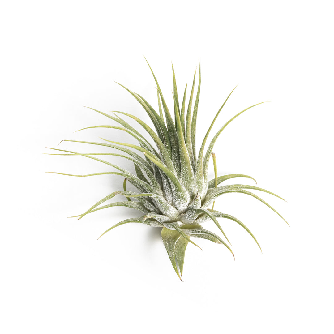 Tillandsia Lonantha Guatemala
