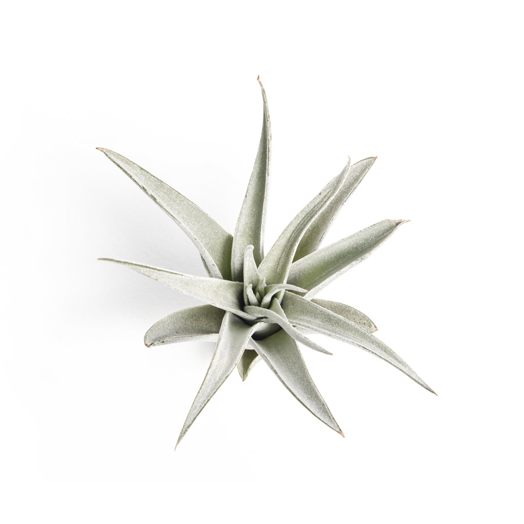 Tillandsia Harrissi